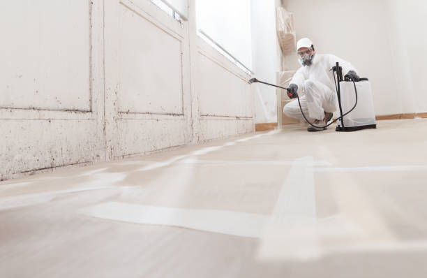 Black mold remediation team in Elm City